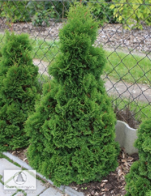 Туя западная Мики C3 30-40cm