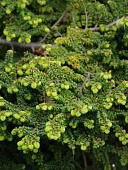 Тсуга канадская Жаклин Веркаде C4 25-30cm