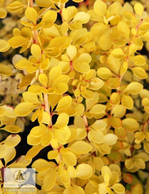 Барбарис тунб. Санни P9