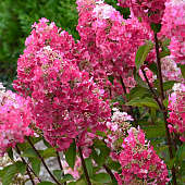 Гортензия Фрамбуазин P9