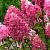 Гортензия Фрамбуазин P9