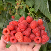 Малина Барон P9