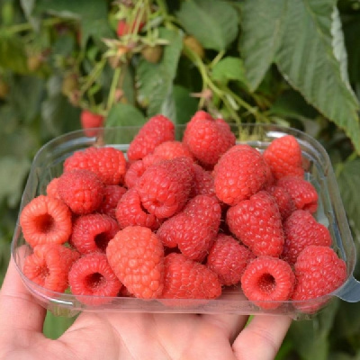 Малина Барон P9