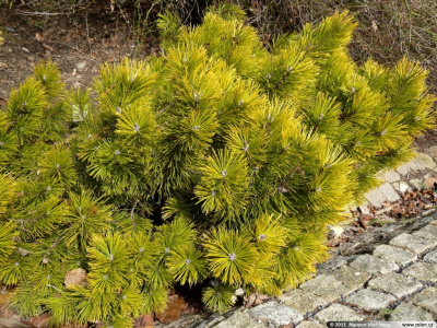 Сосна горная Винтер голд C5 штамб 50cm