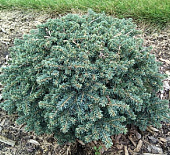 Ель колючая Вальдбрун С1,5