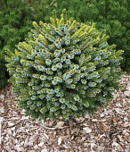 Ель сербская Певе Тьян С1,5