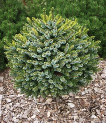 Ель сербская Певе Тьян С1,5