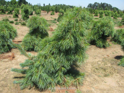 Сосна веймутовая Пендула 50-60см с комом