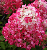 БИГ-ПАК Гортензия Диамонд Руж (5 шт)