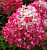 БИГ-ПАК Гортензия Диамонд Руж (5 шт)