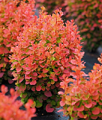 Барбарис тунб. Флоренс С2