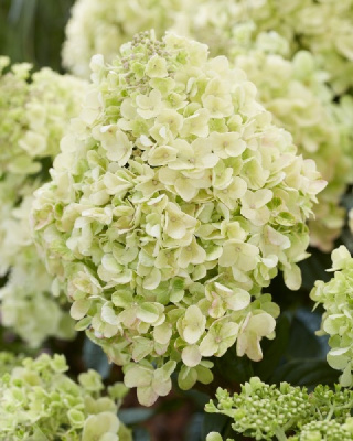 Гортензия Бии Хэппи С1,5