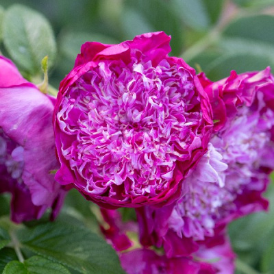 Роза Помпом Парфюм Делароза