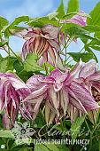 Клематис Пинк Сюрпрайз Р9