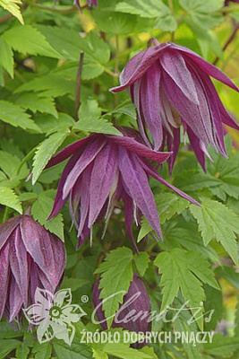 Клематис Пурпл Сюрпрайз Р9