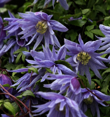 Клематис Майдвелл Холл С2