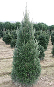 Пихта белая Пирамидалис