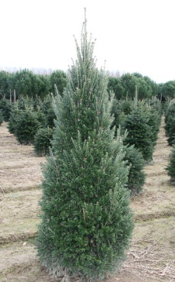 Пихта белая Пирамидалис