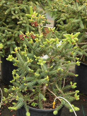 Пихта испанская Хортсманн