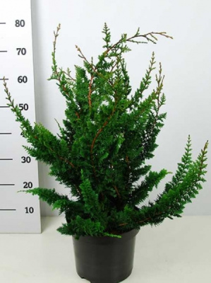 Кипарисовик тупой Тедди Беар С3