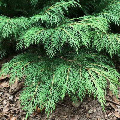 Микробиота перекрестнопарная Дрю Блю С3 20-25cm