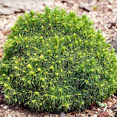 Ель канадская Альберта Глоуб С3 20-25cm