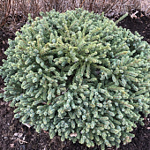 Ель канадская Эхиниформис С3 20-25cm