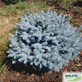 Ель колючая Глаука Глобоза 30-40cm с комом