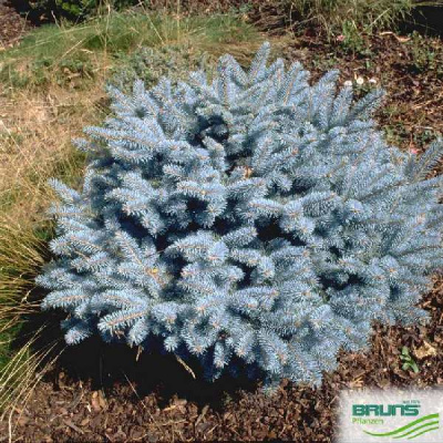 Ель колючая Глаука Глобоза 30-40cm с комом