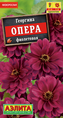 Георгина Опера фиолетовая 7шт