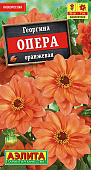 Георгина Опера оранжевая 7шт