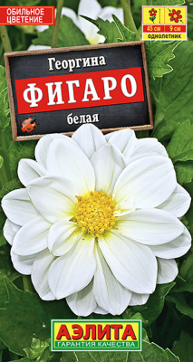 Георгина Фигаро Белая 7шт