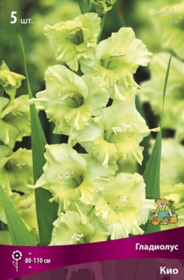 Гладиолус Кио (5 шт)