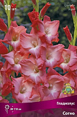 Гладиолус Согно (10 шт)