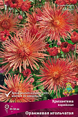 Хризантема корейская Оранжевая игольчатая (1 шт)
