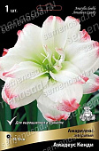 Амариллис Амадеус Кенди (1 шт)
