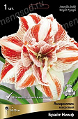 Амариллис Брайт Нимф (1 шт)