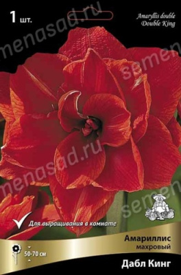 Амариллис Дабл Кинг (1 шт)