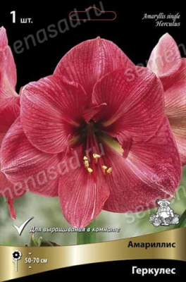 Амариллис Геркулес (1 шт)