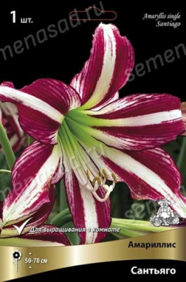 Амариллис Сантьяго (1 шт)