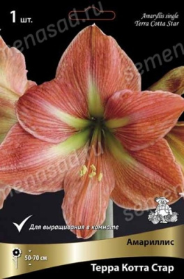 Амариллис Терра Котта Стар (1 шт)