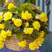 Бегония Каскад Одороса Йеллоу Флейм (2 шт)