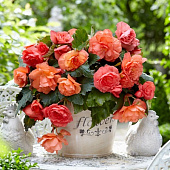 Бегония Каскад Одороса Свит Пинк (2 шт)