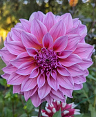 Георгин Артур Хамбли (1 шт)