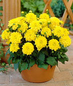 Георгин Гэллери Пинто (1 шт)