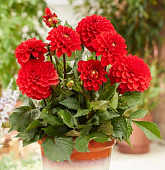 Георгин Мелоди Болеро (1 шт)