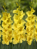 Гладиолус Бананарама (10 шт)