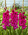 Гладиолус Мистик Маджента (10 шт)