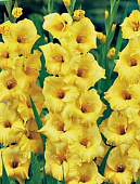 Гладиолус Нова Люкс (10 шт)