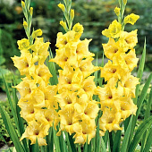 Гладиолус Харизма (10 шт)